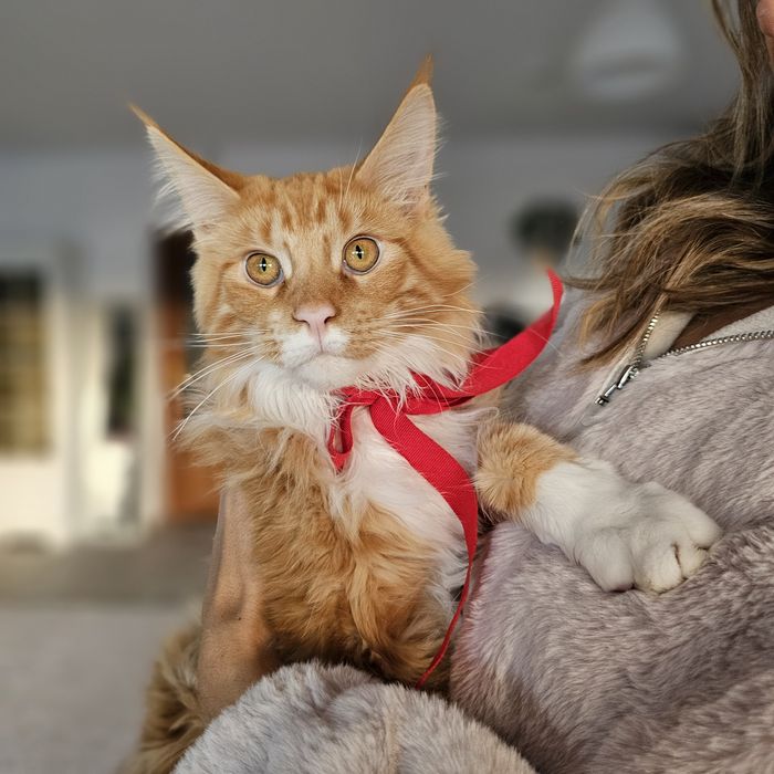 Pisoi superb, mascul – roșu tigrat cu alb, 5 luni