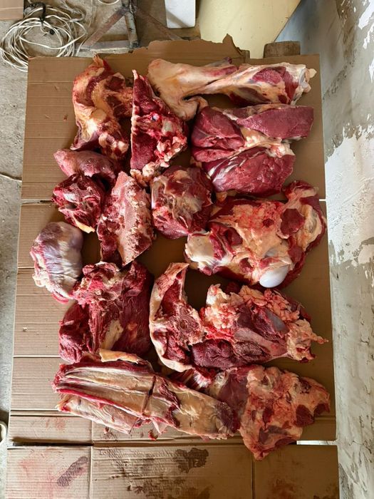 Продам мясо говядины