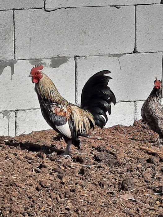 Vând cocoșei americani !