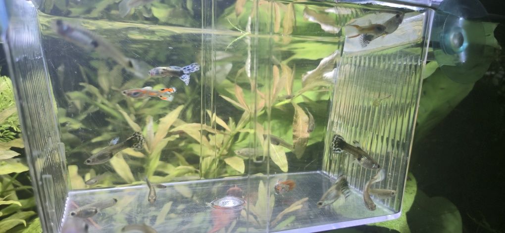 Pesti Guppy / Endler