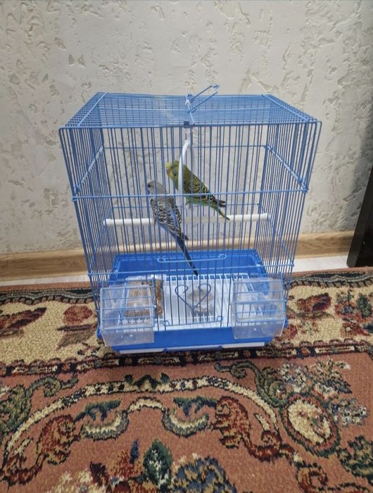 Попугаичики пара клетка корм