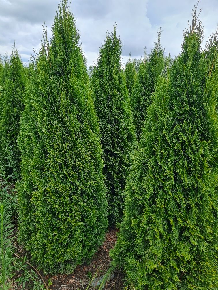 Thuja smaragd premium