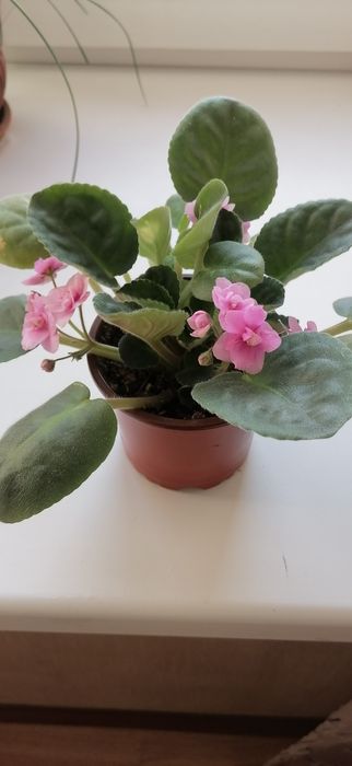 комнатные растения