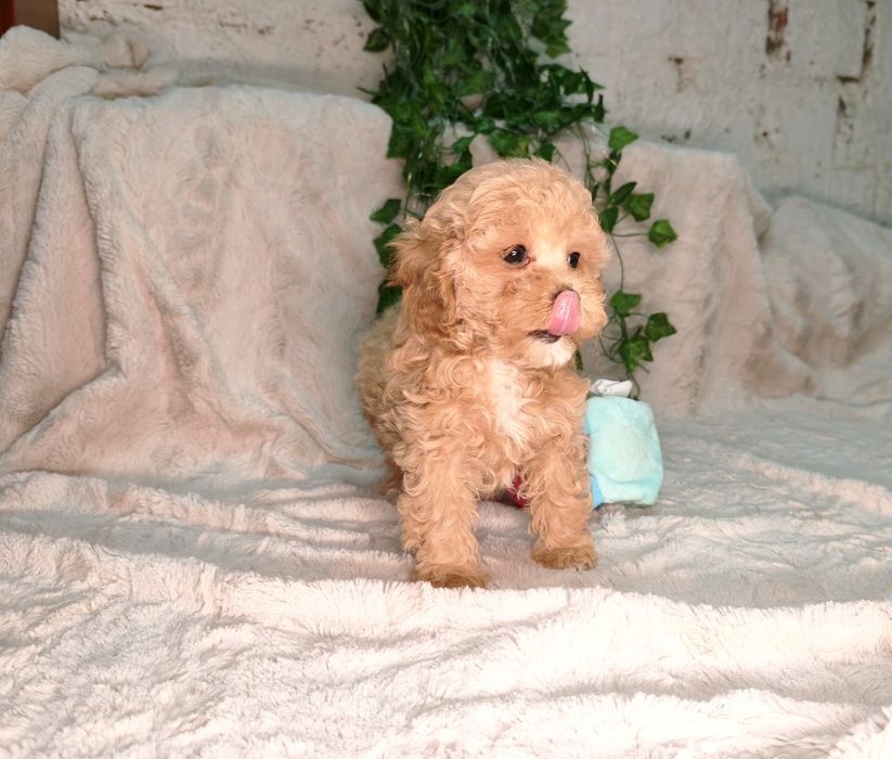 Vand fetita Maltipoo f1b mini toy - teacup