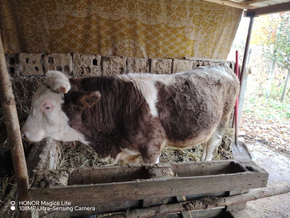 Vând tăuraș vârstă 11 luni