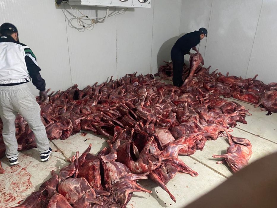 Мясо сайги опт.