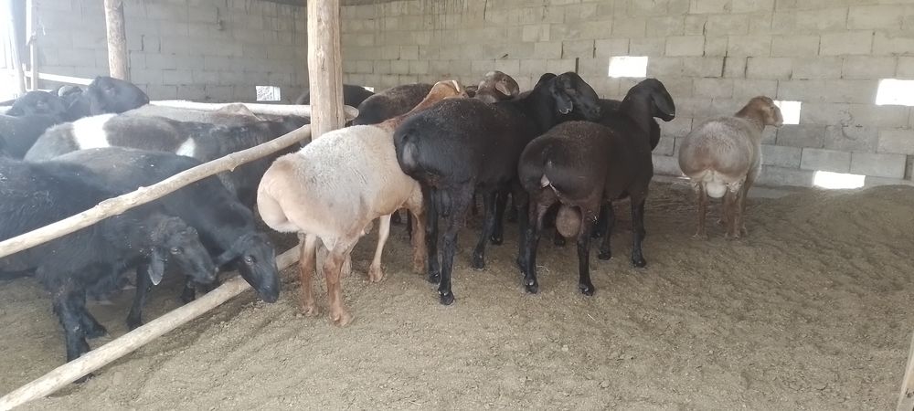 Бокилган кучкорлар .илтимос бекорчилар безовта килмасин.