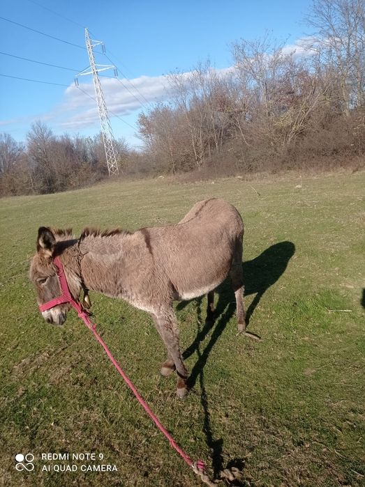 Vând magarita afata