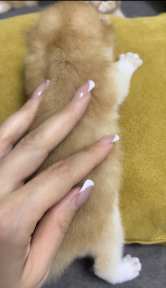 Шотландские золотые котятата шиншилята