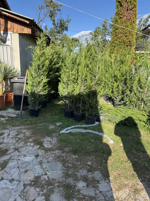Leylandi chiparos pentru gard viu