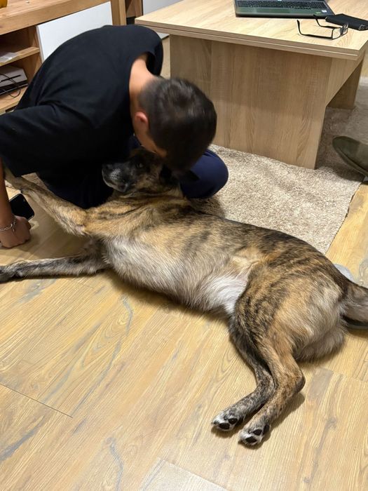 Plimb/cazez câini/pisici