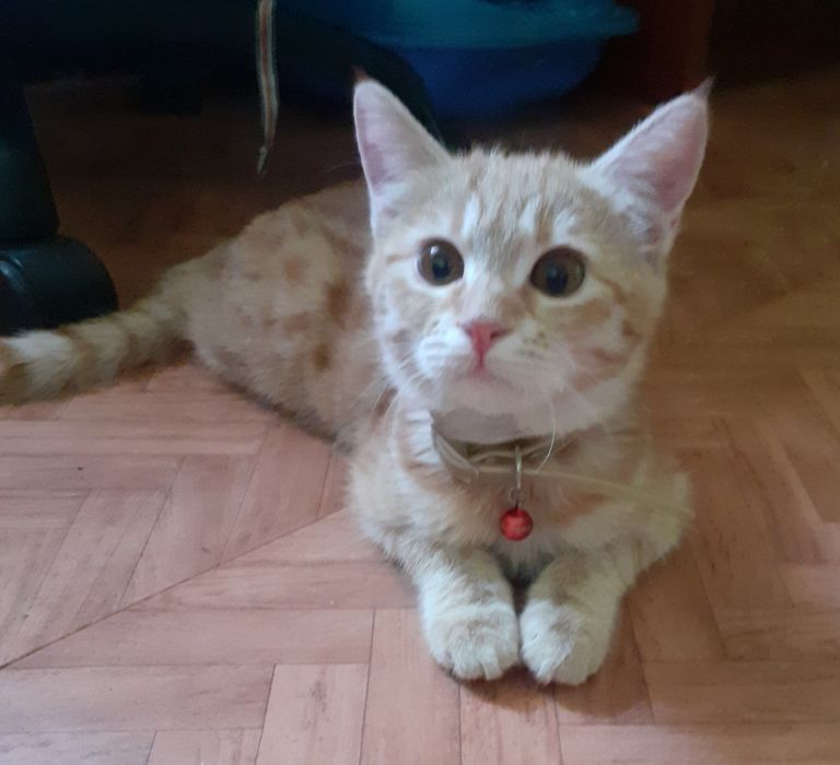 Отдам котёнка девочку 4 месяца