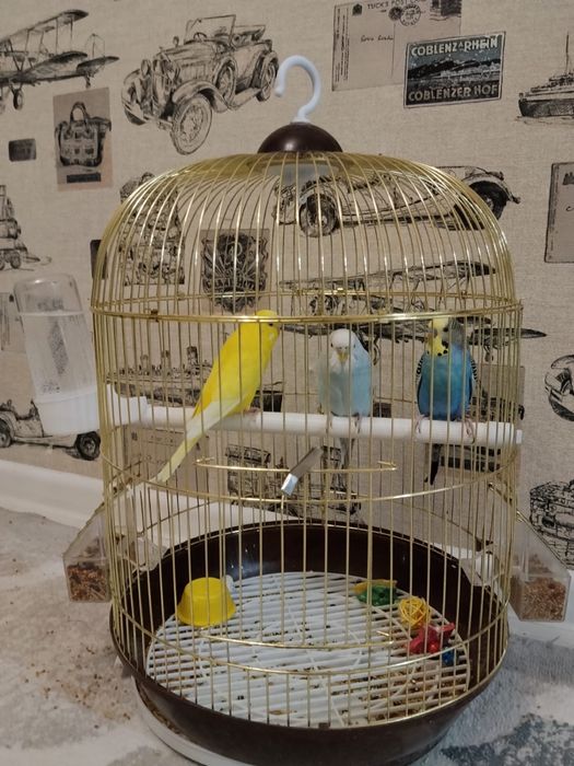 Продаю попугаев с клеткой
