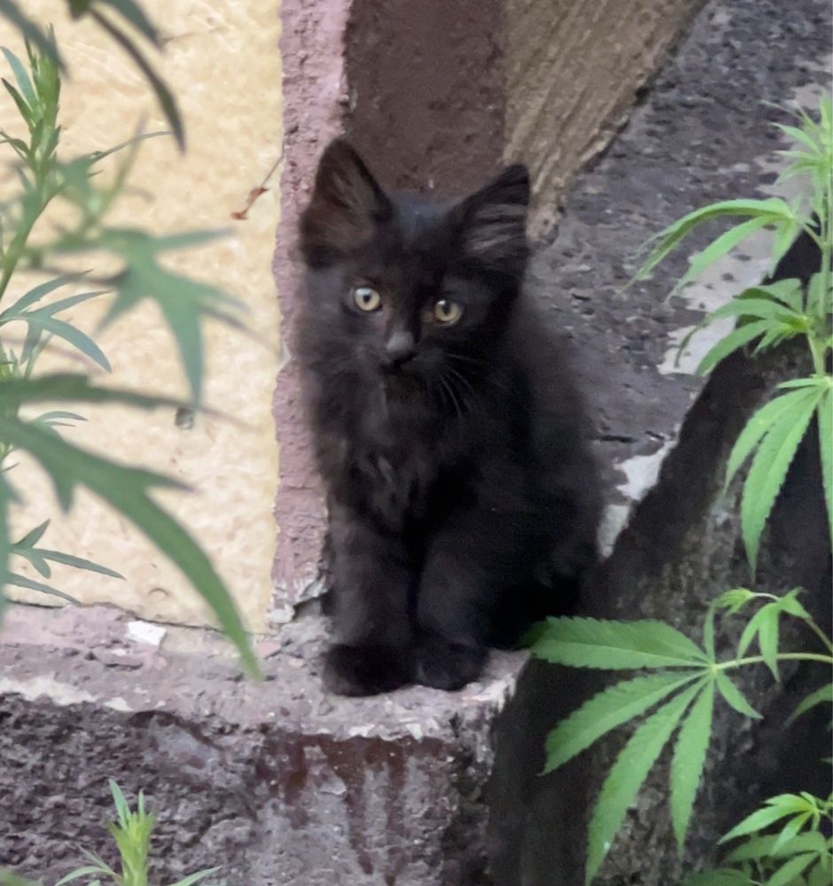 Милые котята