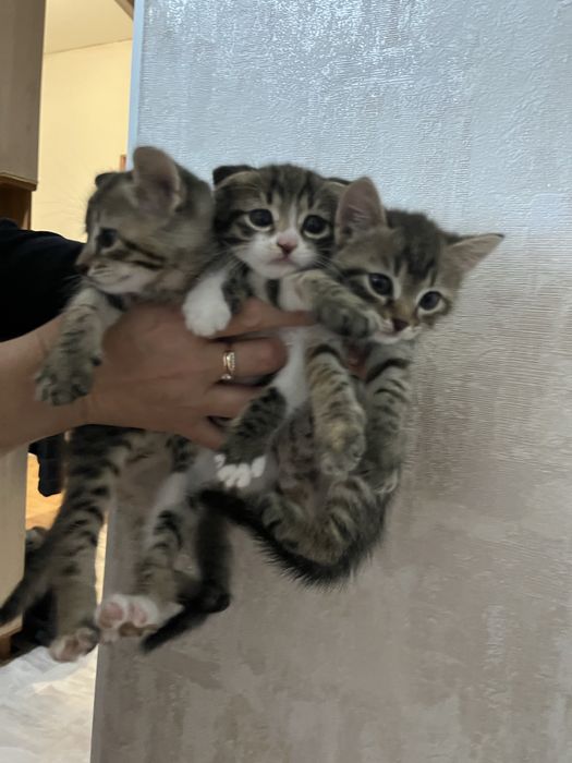 раздаем котят актобе