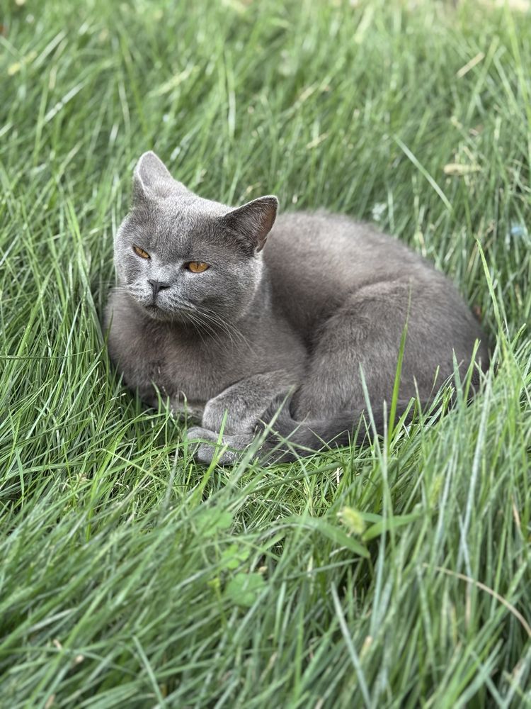 Прдается Кошка Британская