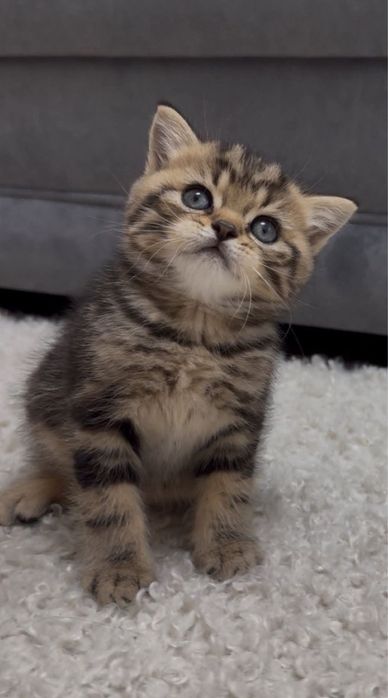 British Shorthair brown femela