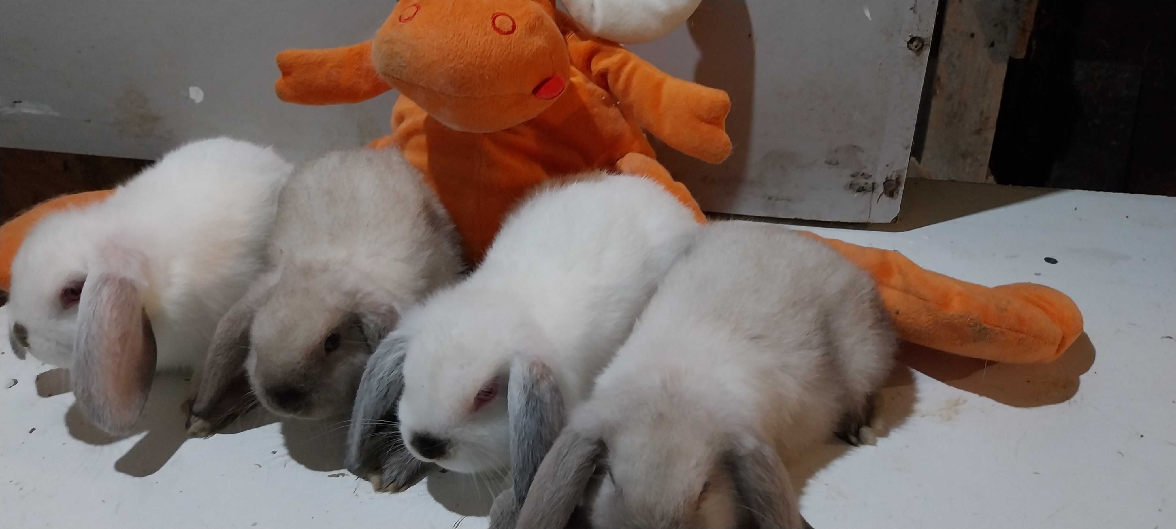 Iepuri Berbec Pitic Holland Lop Mini Lop Iepurasi Pitici de Apartament