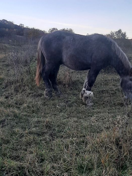 Vând manz de 1 an jumate