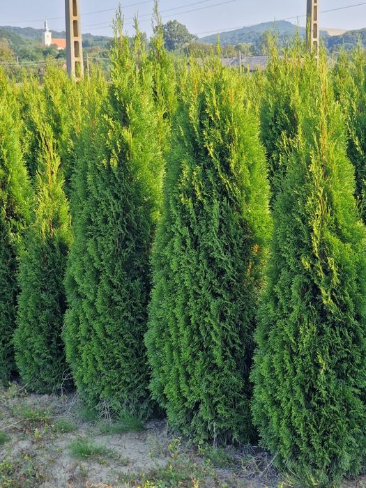 Tuia smaragd ( thuja ) calitate extra