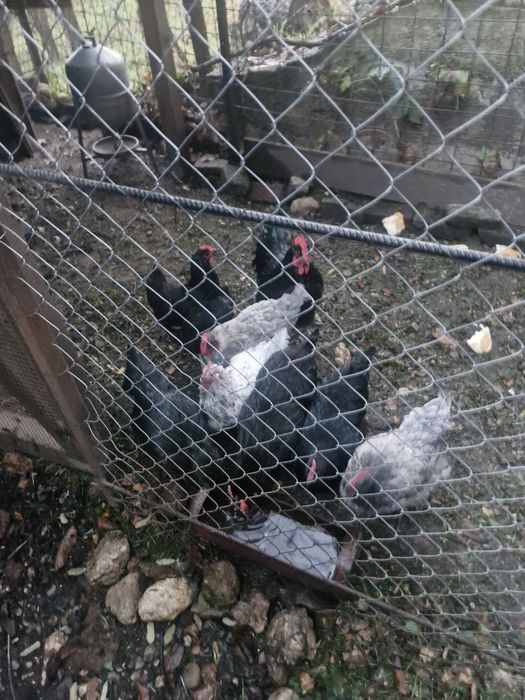 Gaini Australorp