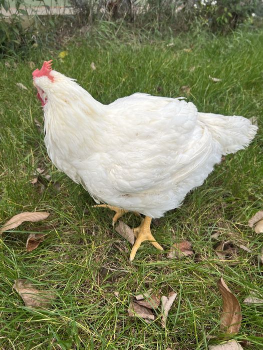 Pui de carne crescuti natural-livrare la domiciliu