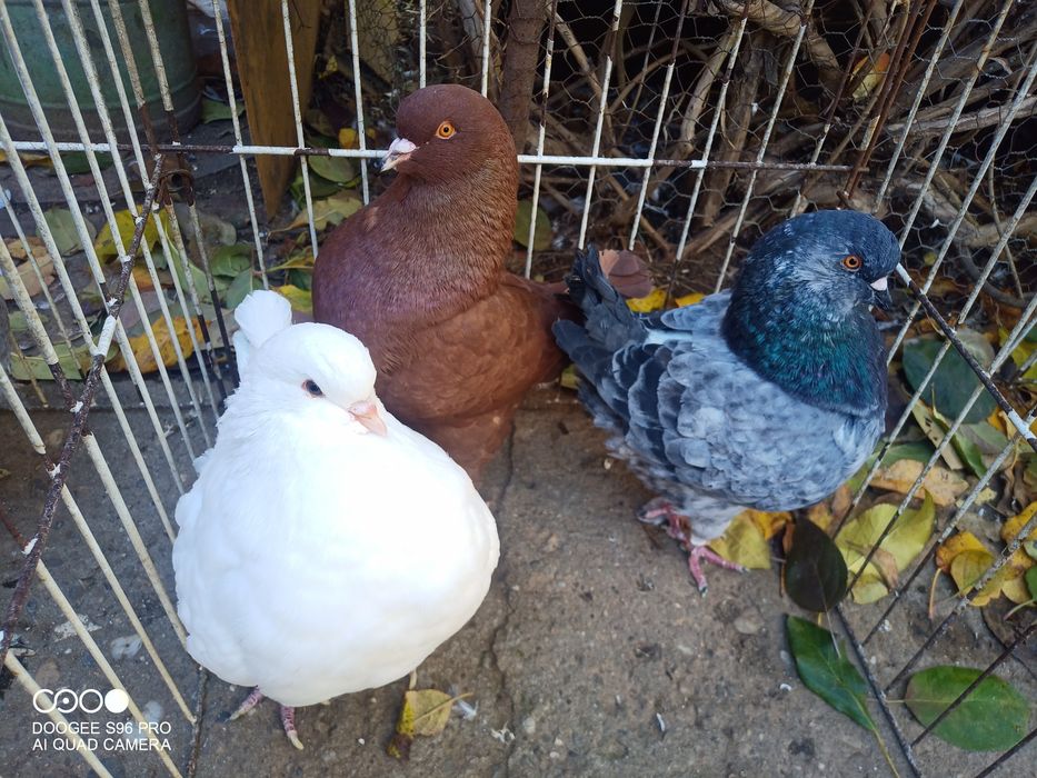 Porumbei king și texani și strasseri german