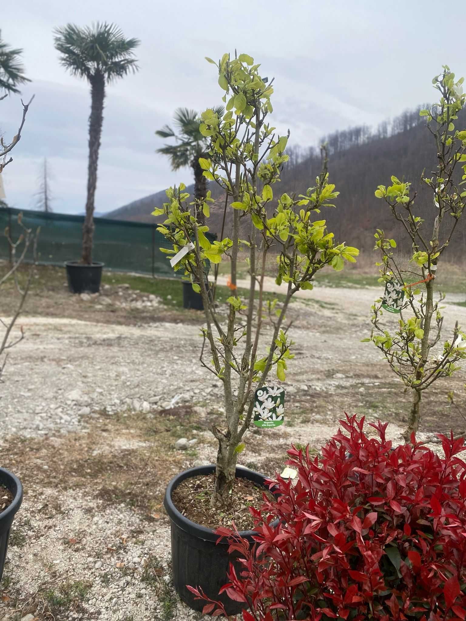 Transformă-ți Curtea cu Plante Ornamentale de Calitate