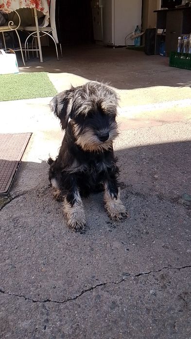 Schnauzer pitic negru argintiu