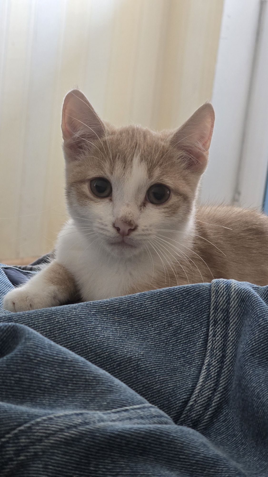 Котята 4 месяца ищут дом
