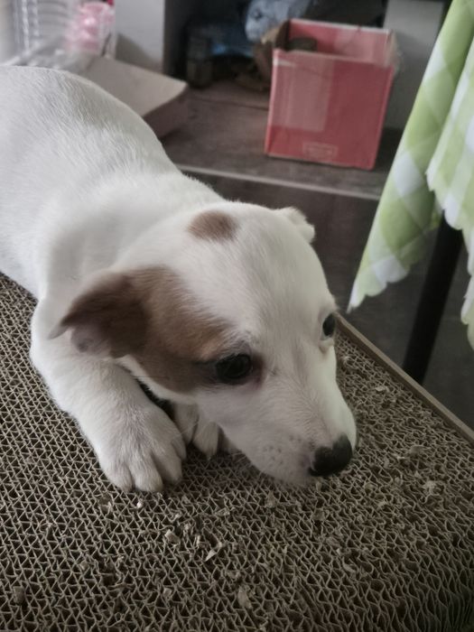 Чистокръвни джак ръсели