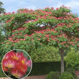 Albitia (Arborele De Mătase)