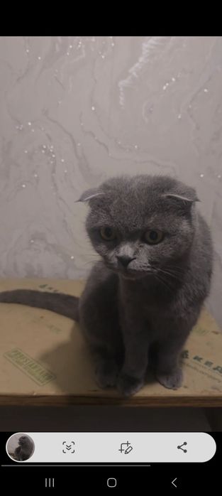 Tez sotiladi Shotlandskiy fold