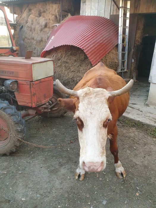 Vaca Baltata romaneasca