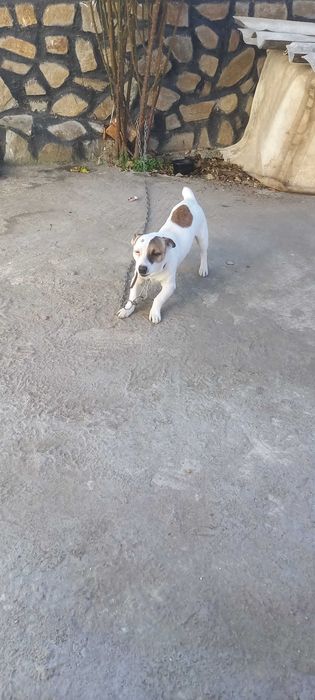 DJAK RASEL na 5 meseca sas vaksini i pasport