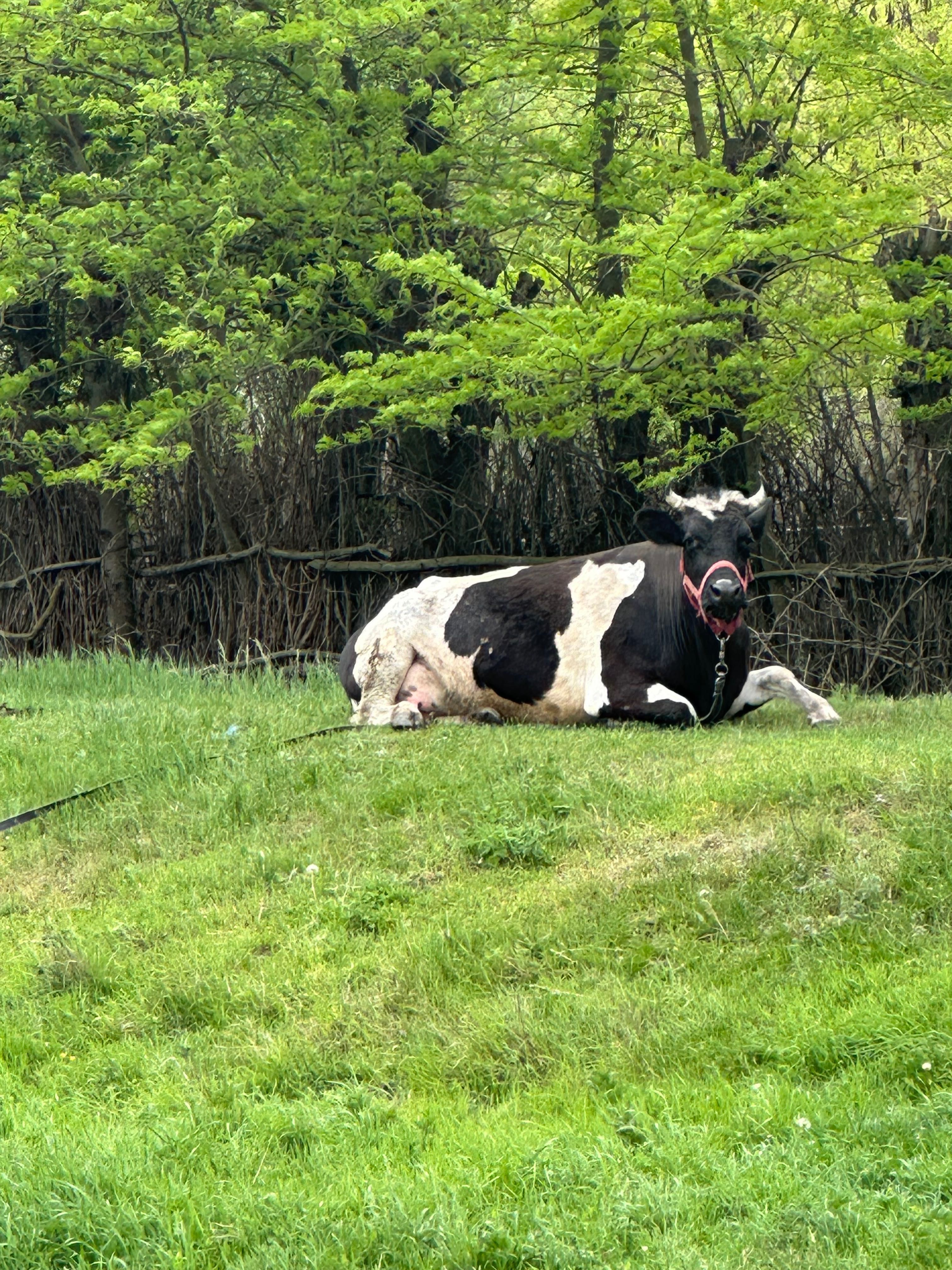 Vaca la prima fătare cu vițea