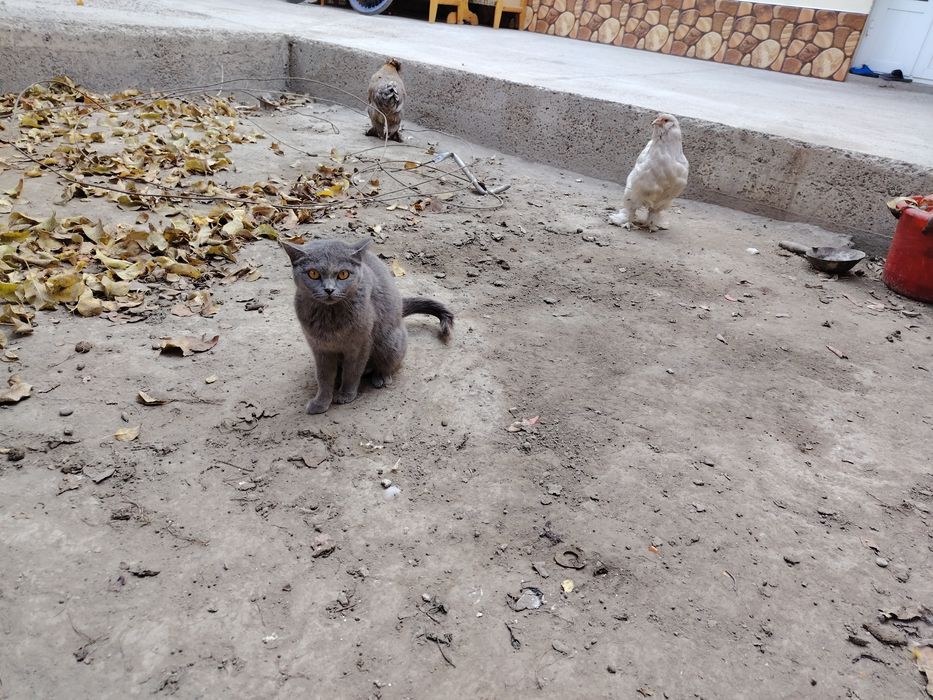 Мушуклар котята бепул даром