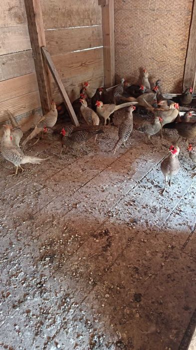 Fazani aurii pe galben