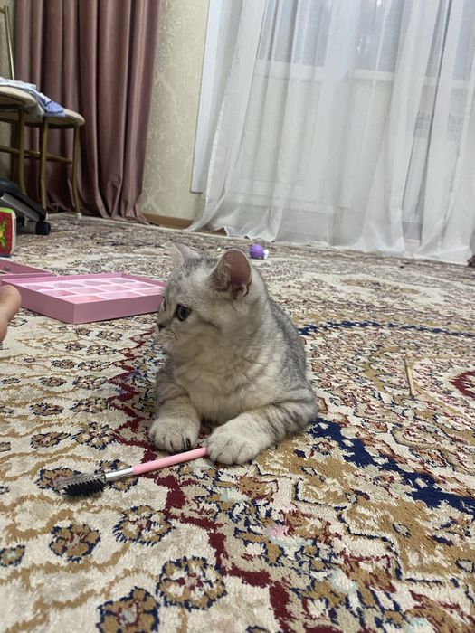 Котенок  шотландец