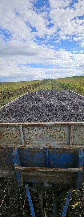 Floarea soarelui de vanzare