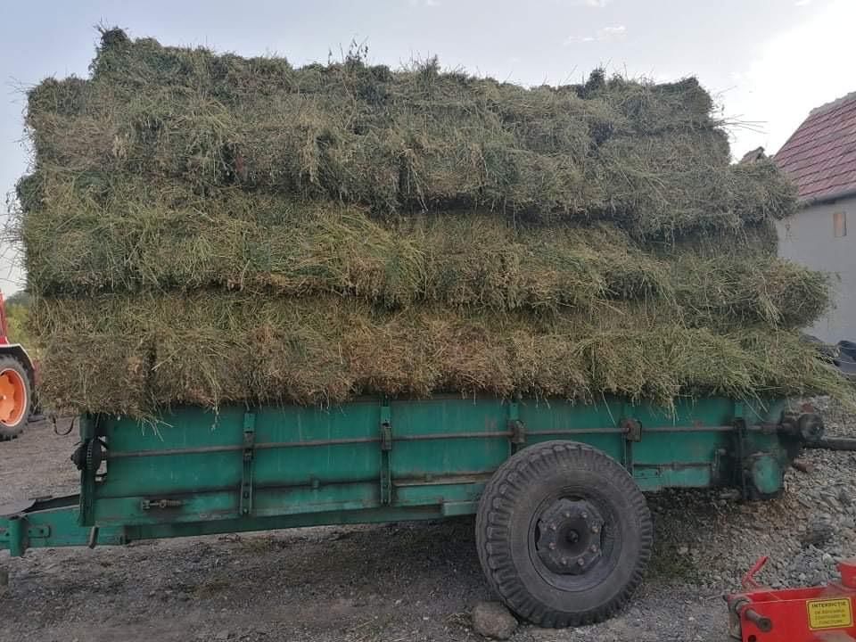 Vând baloți de lucernă mari și mici