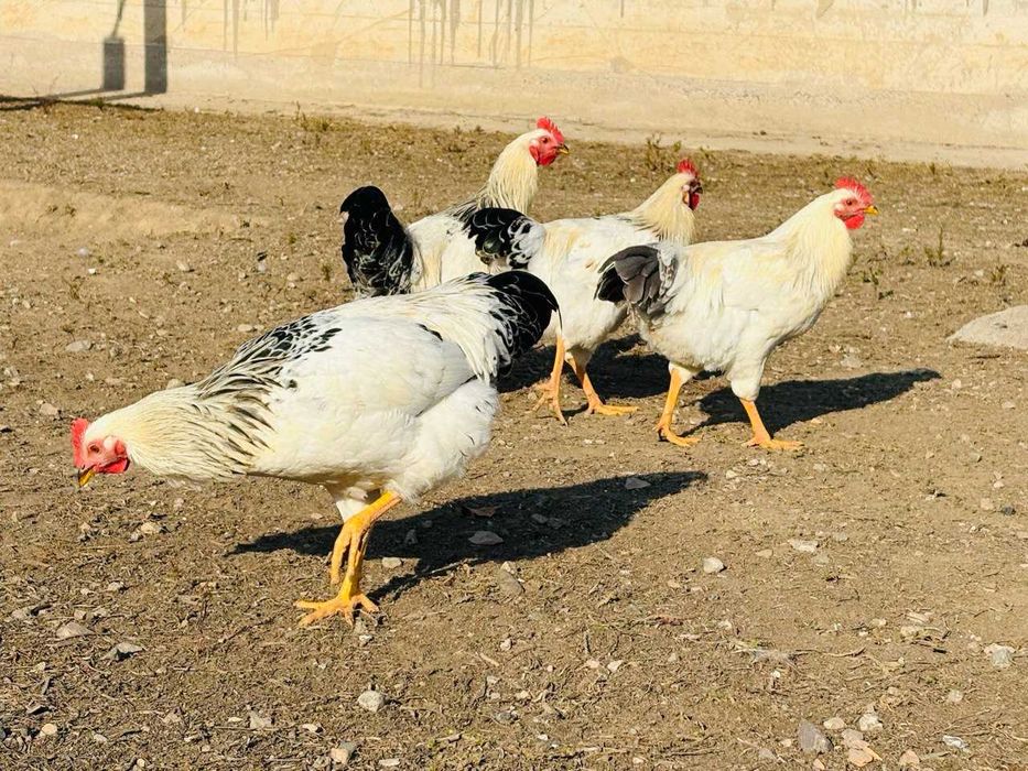 Продам петушки адлер 6 мес