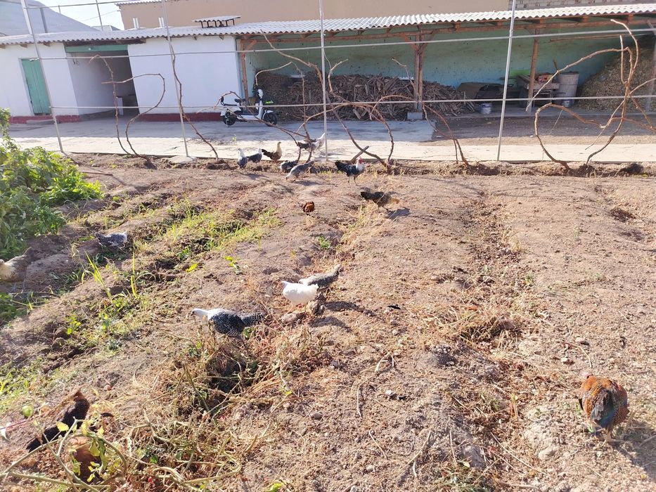 Тауык сатылады парода