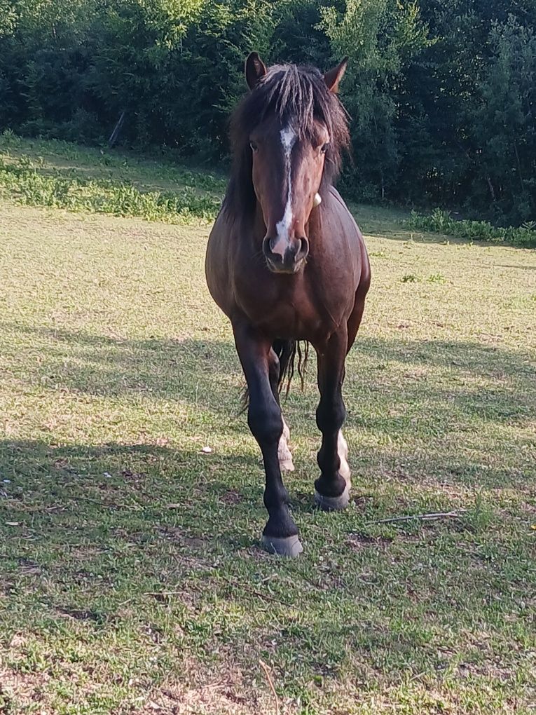 Vind 2 minji de în an jumate
