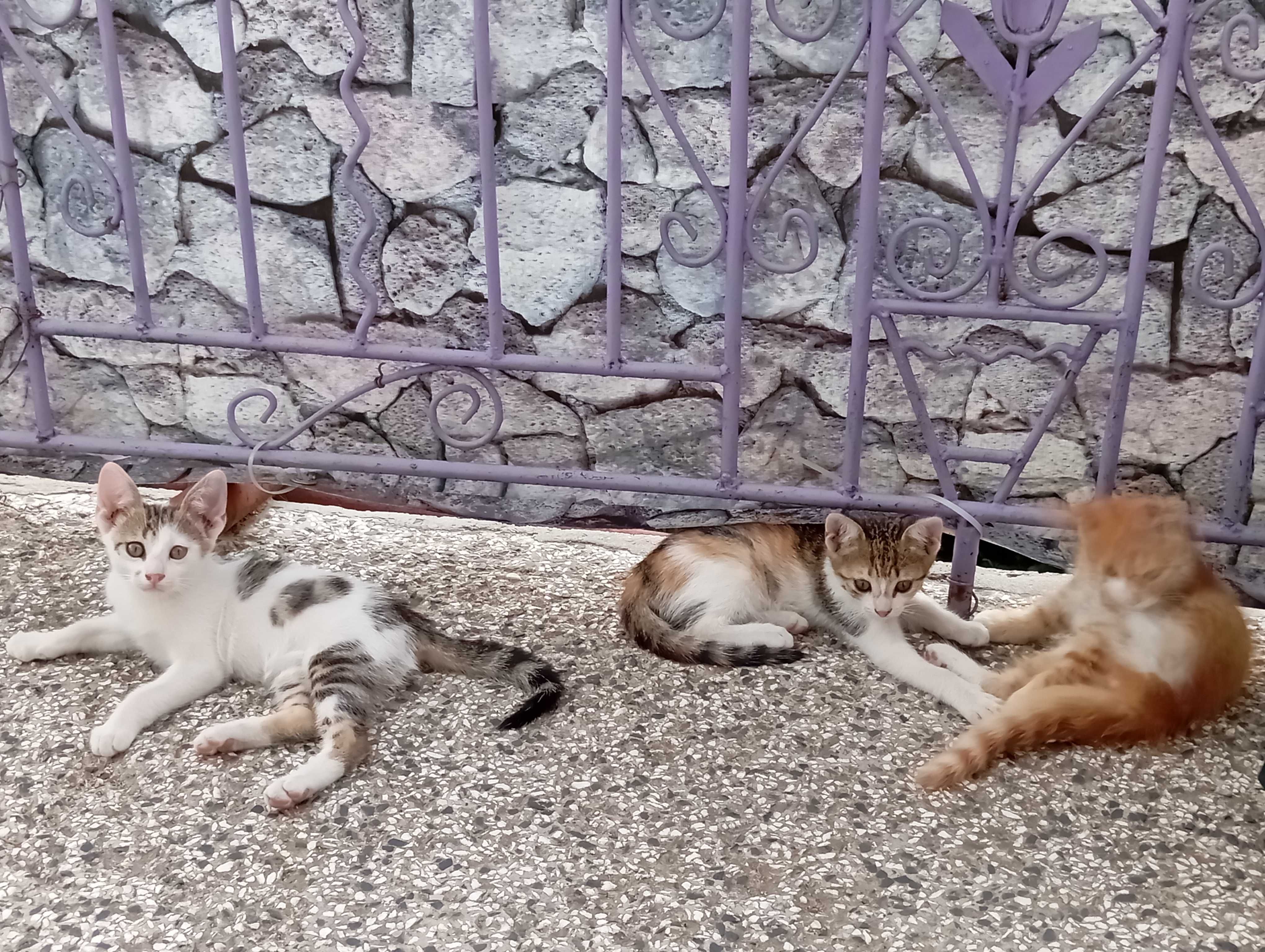 Подарявам котенца