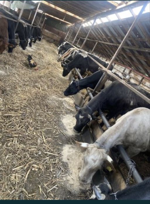 Lactate naturale din ferma proprie