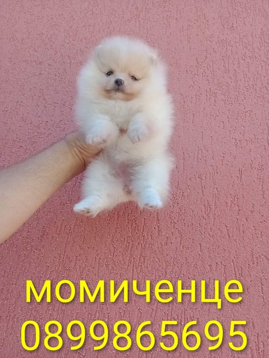 Померания . Момичета