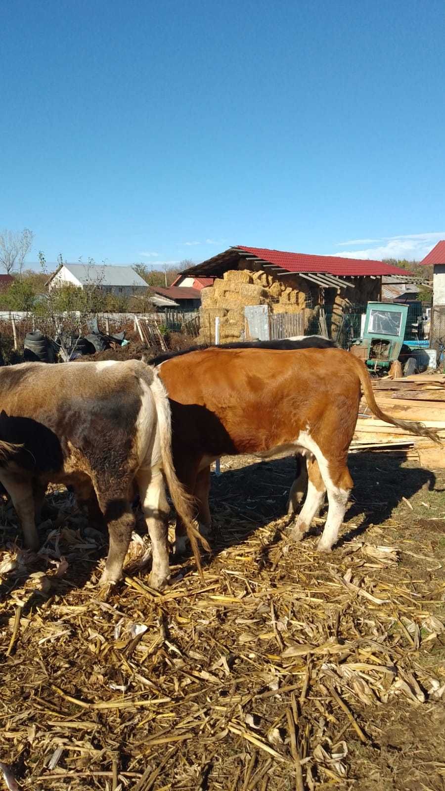 Vând vaci și un taur