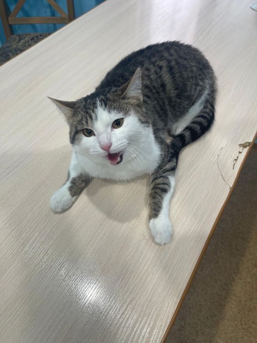 Котик ищет семью