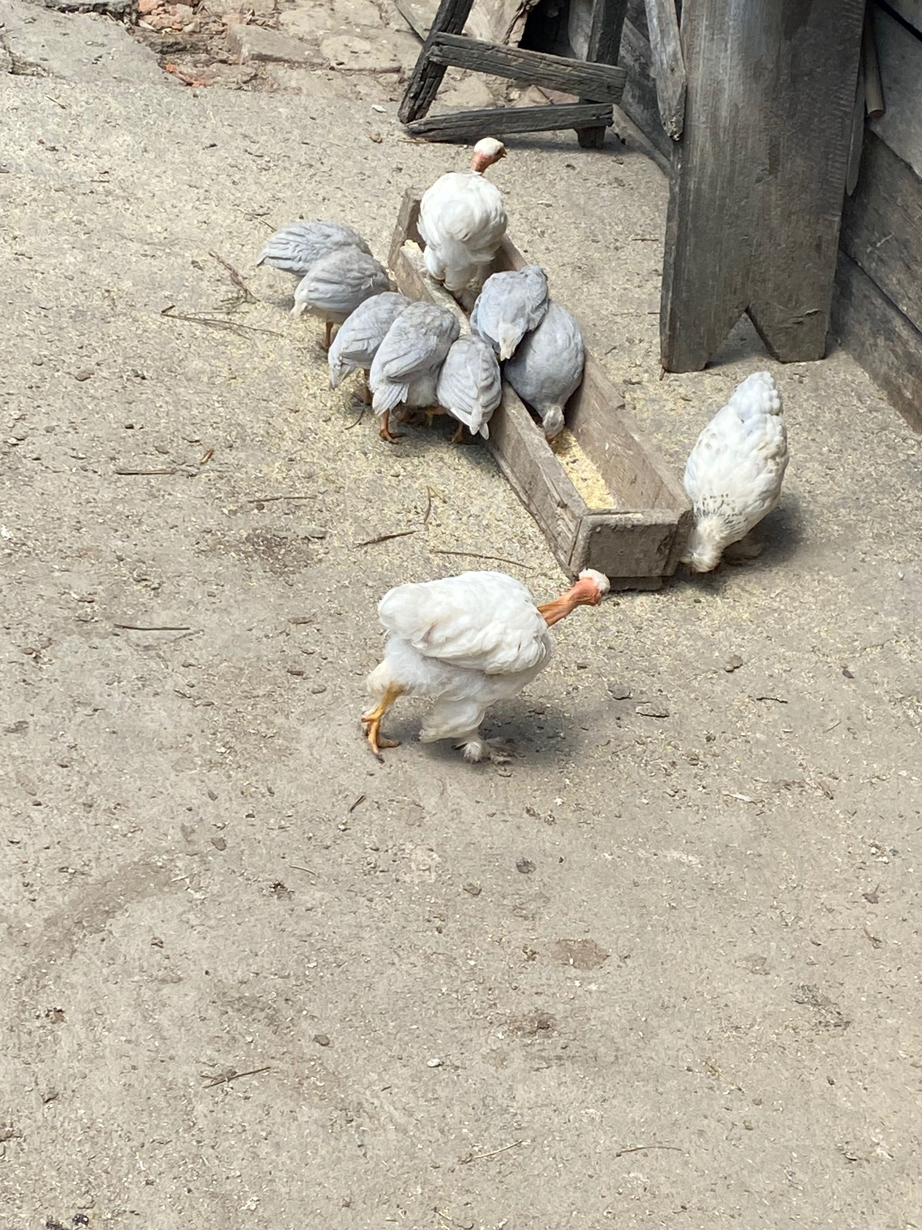 Pui de vânzare gât golaș